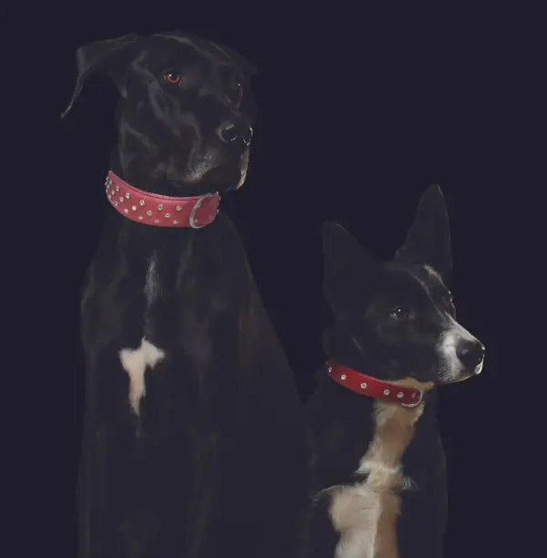 Athens Dog Collar ( Pink | Purple ) - Image 9