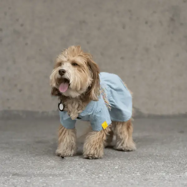 Ocean Denim Dog Dress Chic Festival-Ready Outfit with Rainbow Fringe & Leash Opening - Image 6