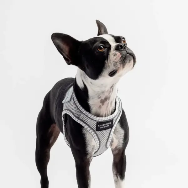 Step-In Dog Harness No-Pull Breathable Mesh Vest with Secure Buckle (Grey) - Image 2