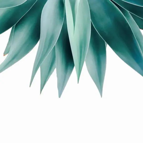 Agave fringe Cushion/Pillow - Image 2