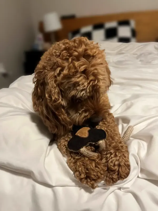 Classic Bone Natural Rope Dog Toy - Image 6