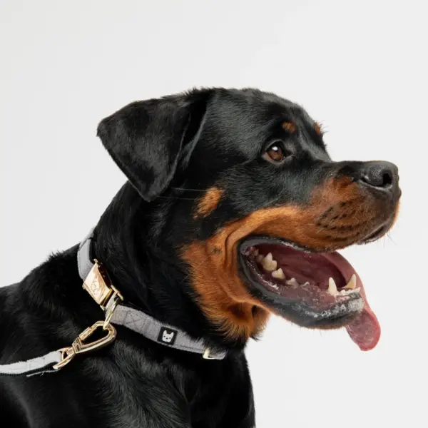 Aquafleece Dog Leash Grey Water-Resistant Leash with Padded Handle & Lockable Metal Hardware - Image 2